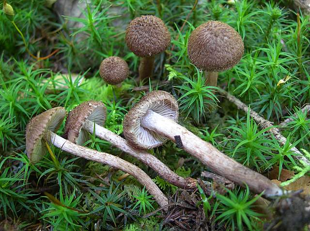 La Flora fungina negli aspetti microclimatici subtropicali